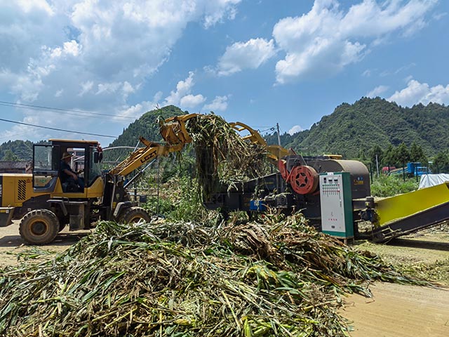 秸秆青贮粉碎机粉碎后的青贮适合多种养殖场使用